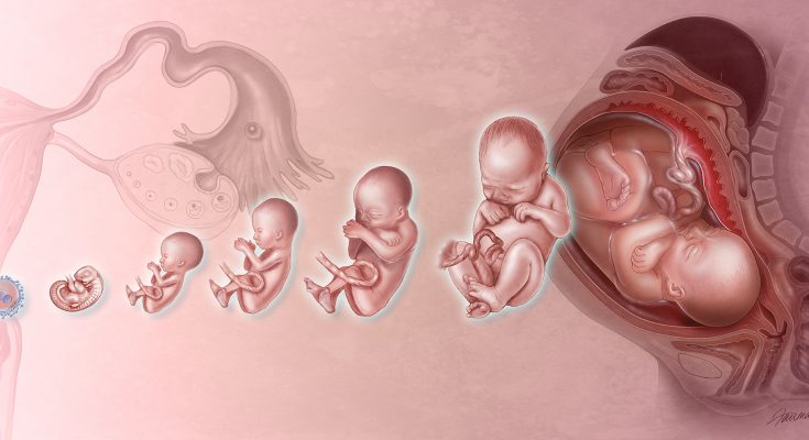 come cresce il feto mese per mese