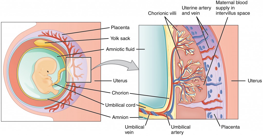 placenta e cordone ombelicale