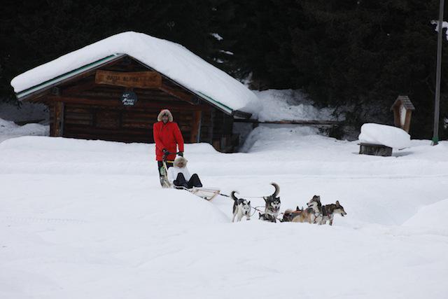 sleddog trentino con i bambini 