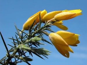 Gorse fiori di bach