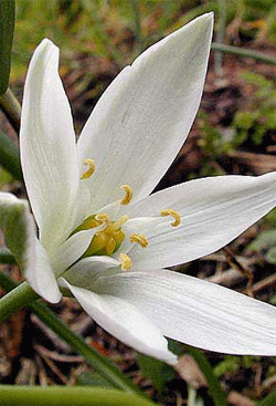 star of bethlem